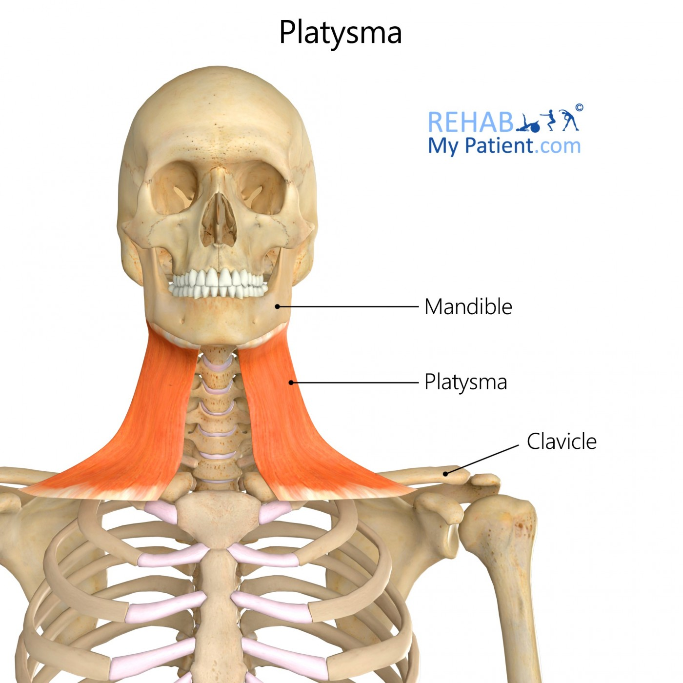 <p>O: Fascia covering pectorals major and deltoid</p><p>I: Mandible and skin of cheek</p><p>A: Tenses skin of neck and depresses mandible </p>