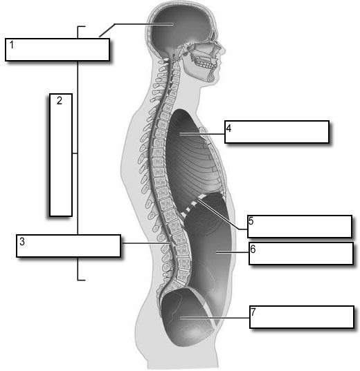 <p>what number is the dorsal body cavity </p>
