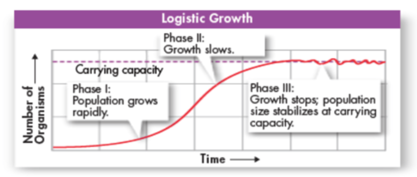 <p>Population growth that is controlled by limited resources; represented by an S-curve</p>