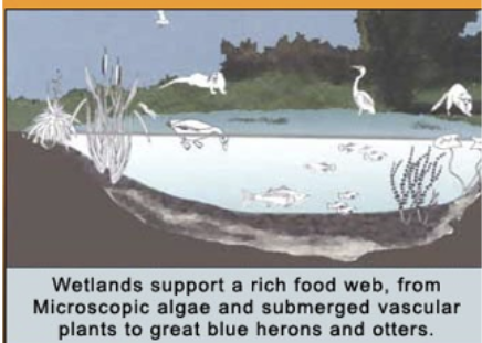 <ul><li><p class="Paragraph SCXW44198573 BCX0" style="text-align: left;"><span>Wetlands are detrital-based systems&nbsp;</span></p></li></ul><ul><li><p class="Paragraph SCXW44198573 BCX0" style="text-align: left;"><span><strong>! Know this</strong>&nbsp;</span></p></li></ul><ul><li><p class="Paragraph SCXW44198573 BCX0" style="text-align: left;"><span>Decaying plant matter supports invertebrates that are utilized by consumers</span></p></li></ul><p></p>