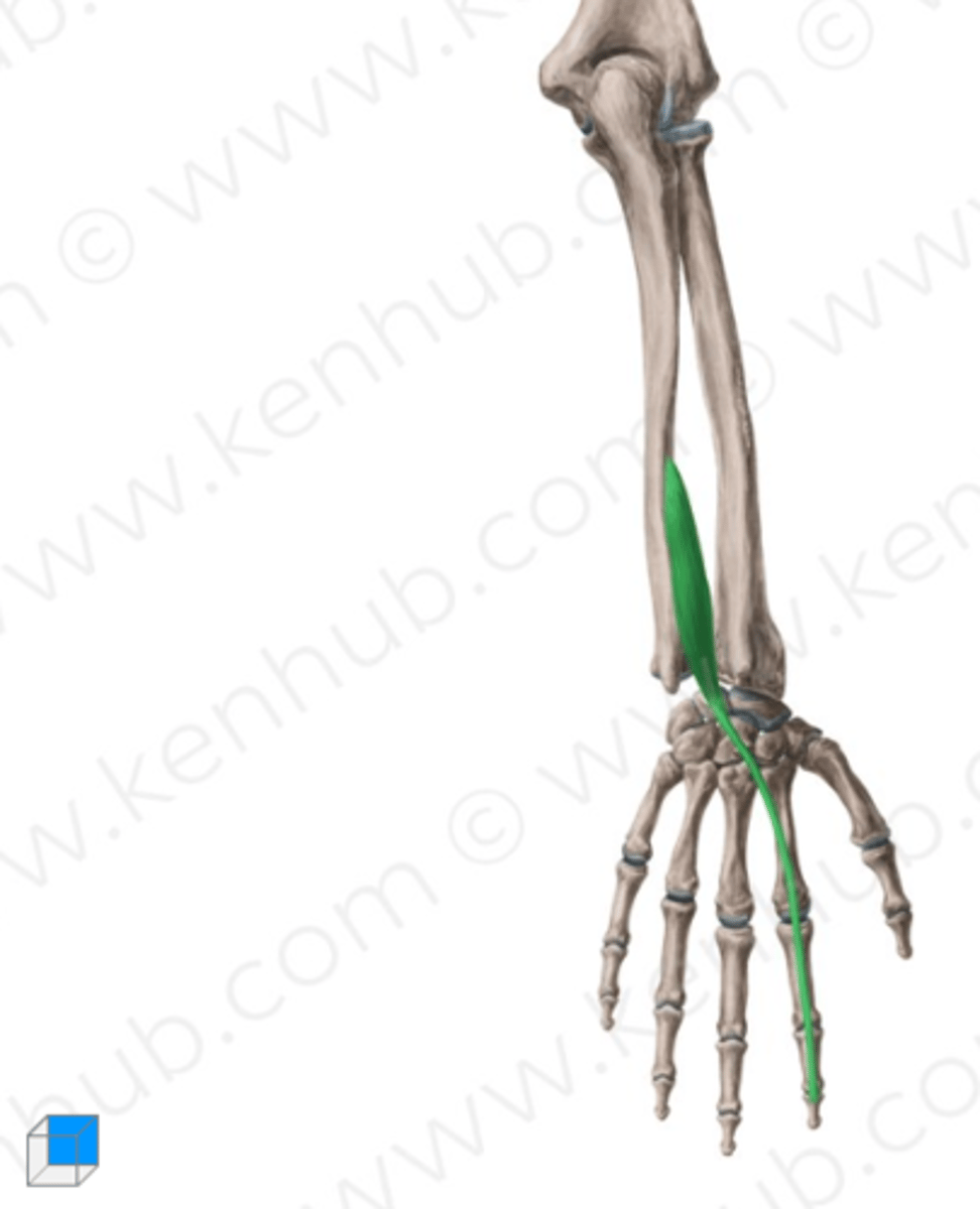 <p>Welke spier is dit?</p>