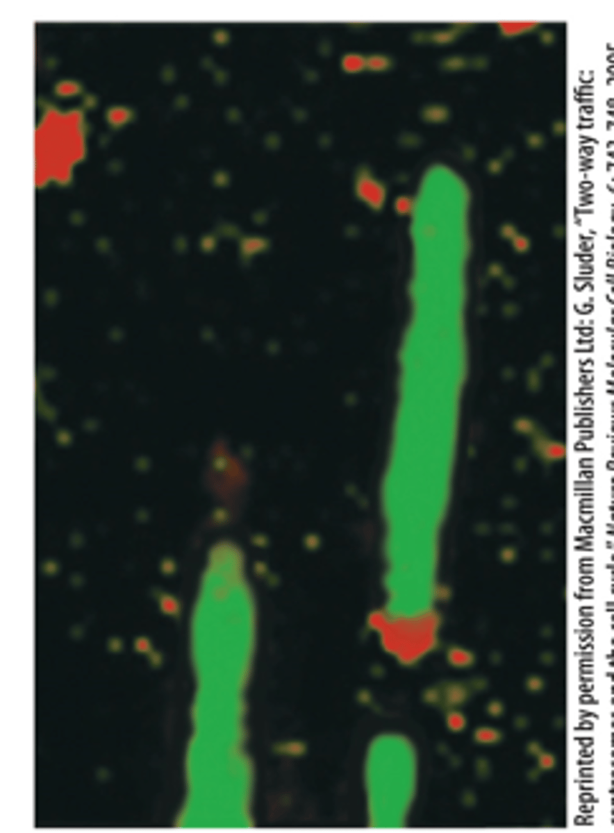 <p>Microtubules assembled in vitro (green) with a γ-TuRC (red) at the ____________ end</p>