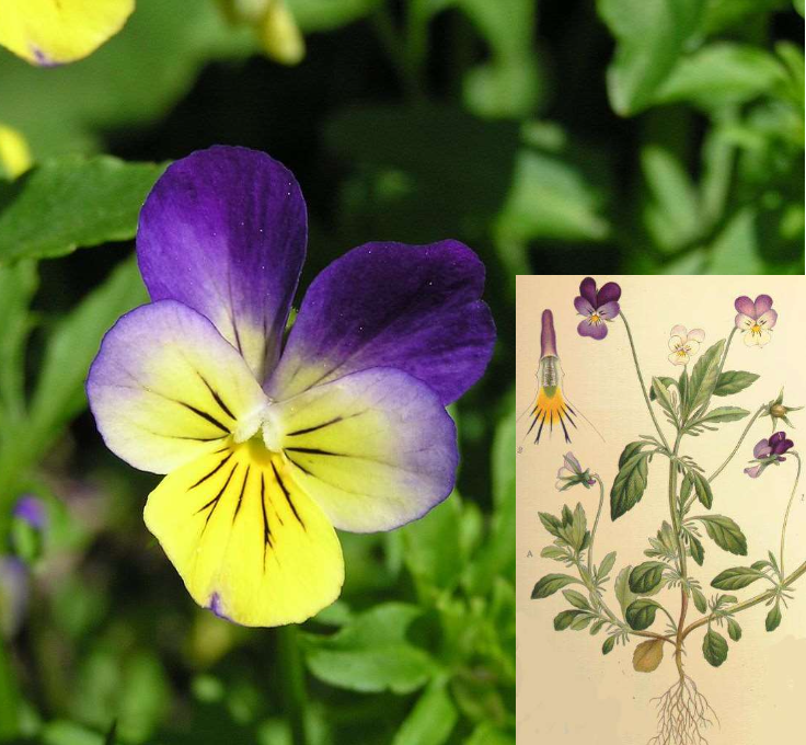 <p>namnet syftar på blommans form och kronblad. De två bladen i mitten är de egna barnen som når de nedre bladen som är ett fat med smör. De två bakre bladen är styvbarn som inte når fram till smöret. </p>