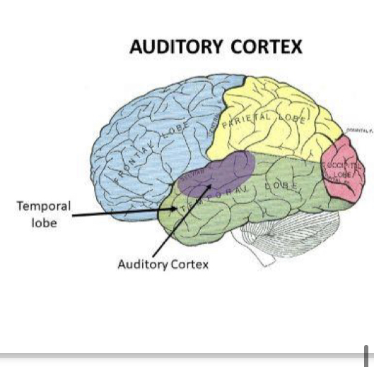 <p>o Sound travels to the brainstem, the thalamus and then the auditory cortex</p><p>o In the auditory cortex, sound is received in a tonotopic map meaning the sound activates specific spots on the brain</p><p>o Certain frequencies are always received by specific areas of auditory cortex</p>