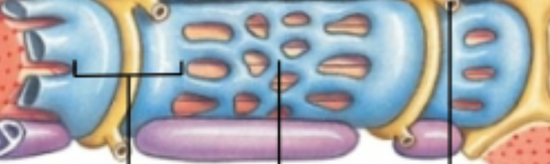 <ul><li><p>A membranous structure surrounding each myofibril</p></li><li><p>helps transmit action potential to myofibril </p></li><li><p>similar in structure to smooth endoplasmic reticulum</p></li><li><p>Forms chambers (terminal cisternae) attached to T tubules </p></li></ul><p>The blue part of the image</p>