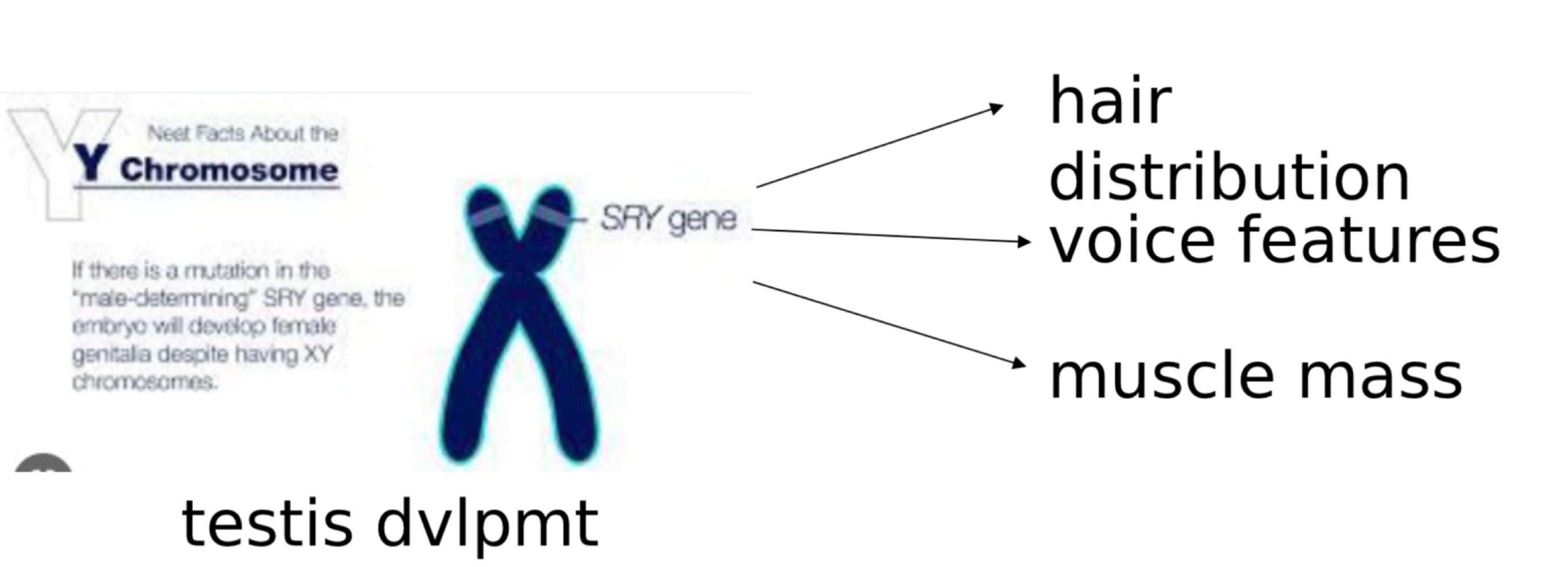 SRY Gene starts testis development. Mutation will cause females to develop male characteristics. 