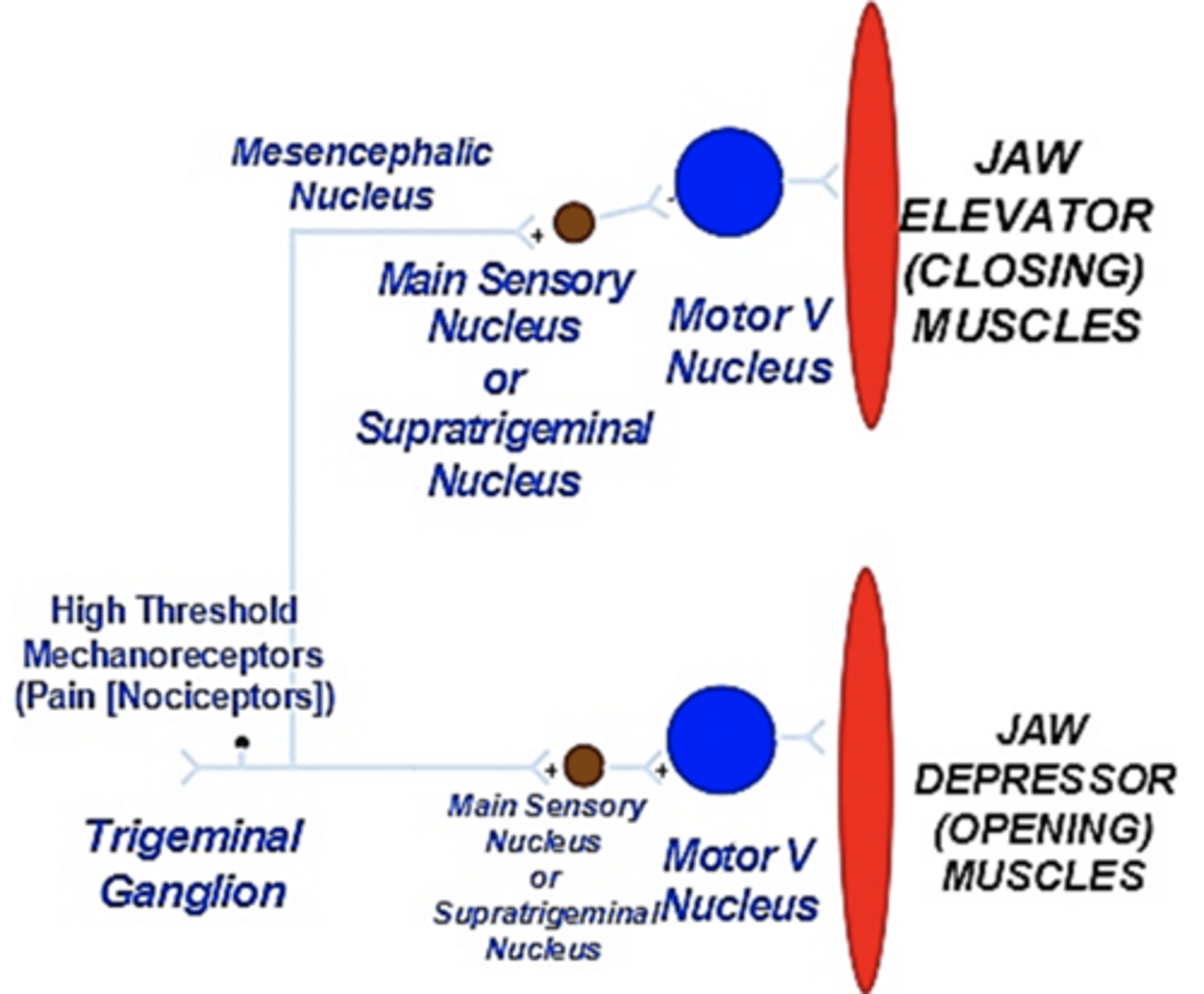 <p>high-threshold mechanoreceptor reflex:</p>