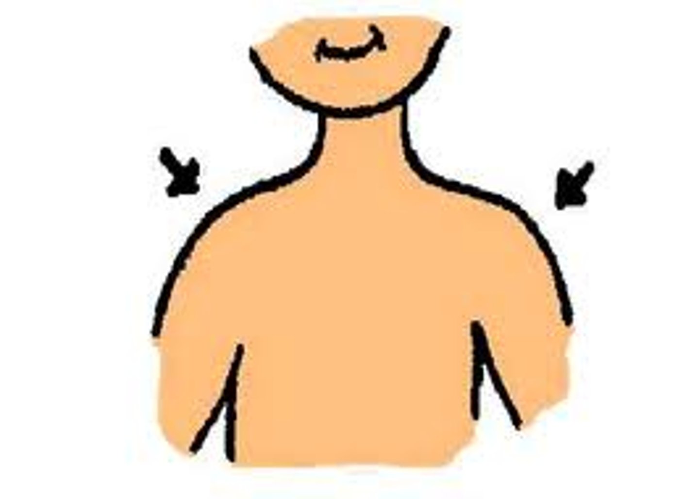 <p>shoulder</p>