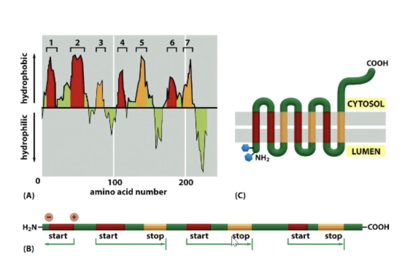 <p>Hydropathy plot tells us how many transmembrane regions we have! Determine how many (even or odd number)!</p><p>Determine + and - for first transmembrane region and which is N and C-terminal.</p><ul><li><p>+ is always towards the cytosol!</p></li></ul><p>Use information to determine orientation.</p>