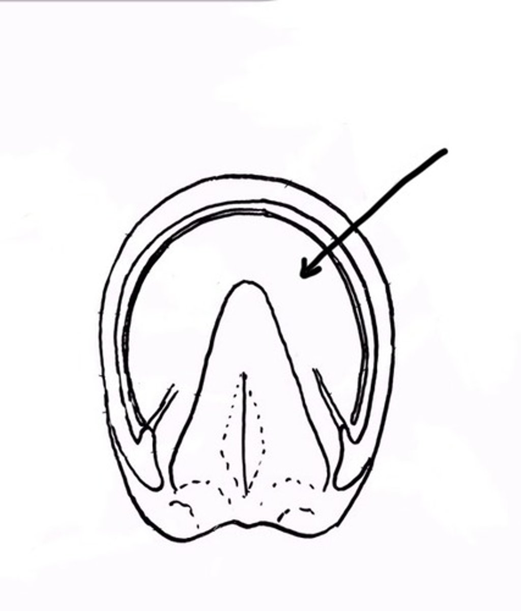 <p>part of hoof that is the underside of the hood, protects the internal parts of the hoof</p>