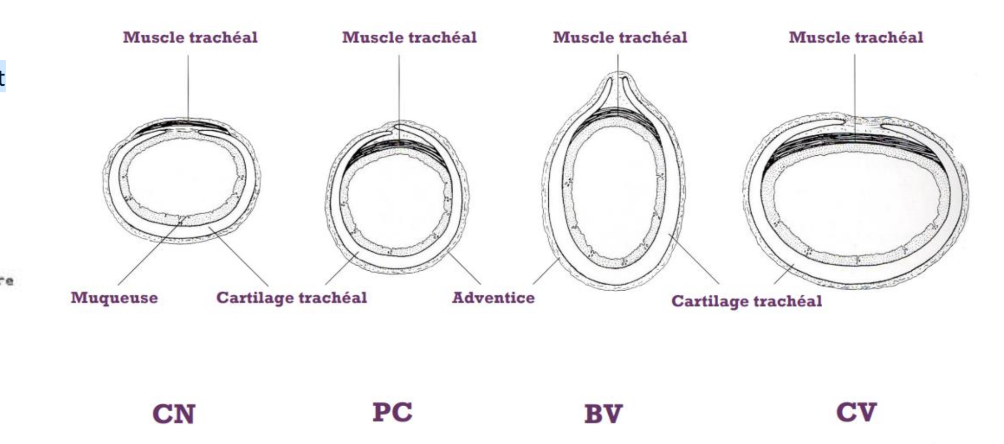 <p>La trachée :</p><p>• Tube flexible constitué d’anneaux cartilagineux, fait suite au larynx</p><p>• Ventrale à l’œsophage</p>