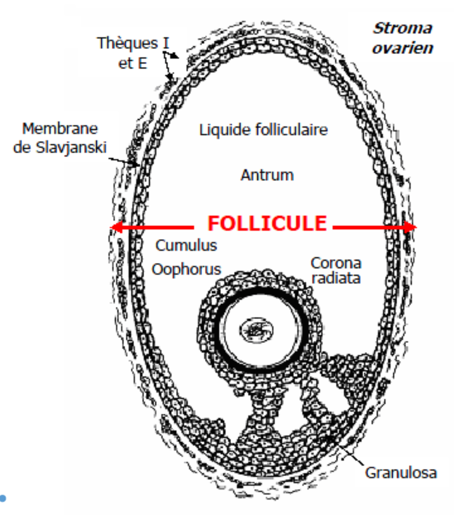 <p><strong>L’antrum</strong> est constitué au fur à mesure de l&apos;évolution du follicule.</p>