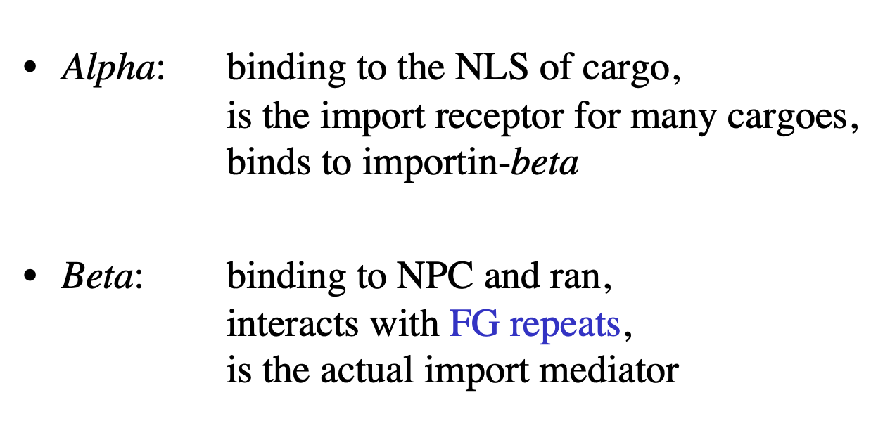<ol><li><p>Alpha→ binding to the NLS of cargo</p><ul><li><p>import receptor for many cargoes</p></li><li><p>binds to importin-<strong>beta</strong></p></li></ul></li><li><p>Beta→ binding to NPC and ran</p><ul><li><p>interacts with FG repeats</p></li><li><p>is the <strong>actual import mediator</strong></p></li><li><p><strong>bigger than alpha</strong></p></li><li><p><strong>can bind to hydrophobic interaactions </strong>(see previously)</p></li></ul></li></ol><p></p>