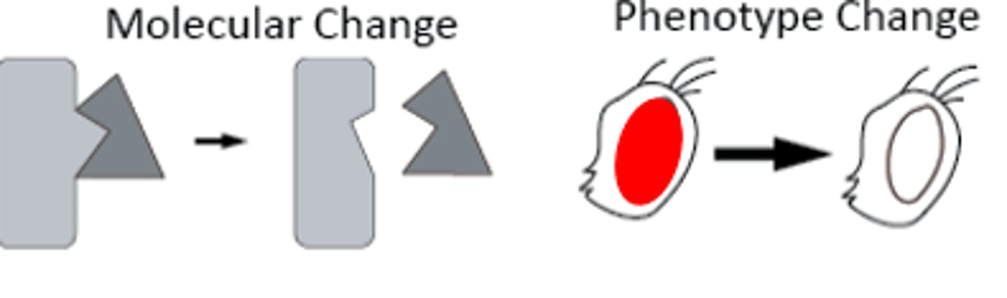 <p>A mutation that adversely affects the wildtype phenotype</p>