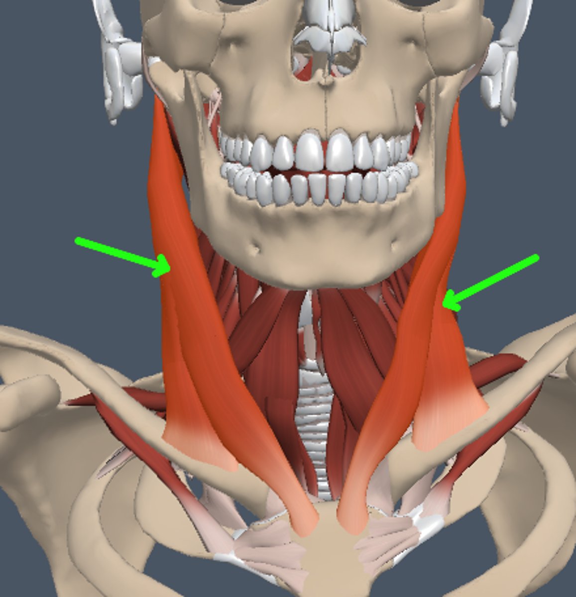 <p>muscle arising from the sternum and clavicle with its insertion in the mastoid process</p>