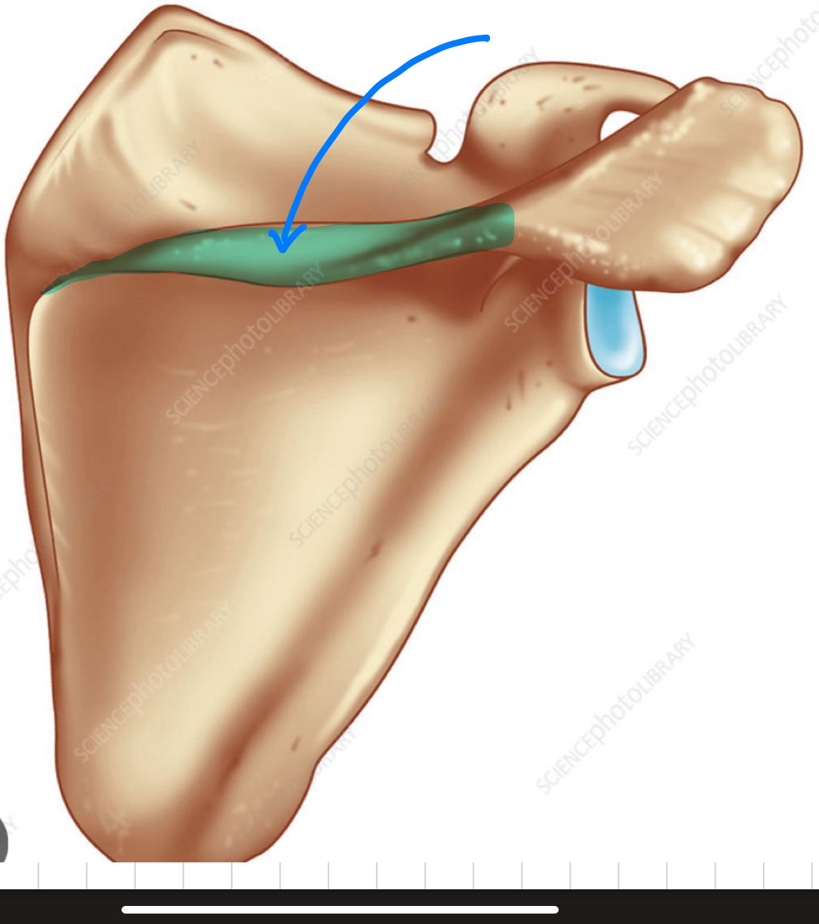 knowt flashcard image