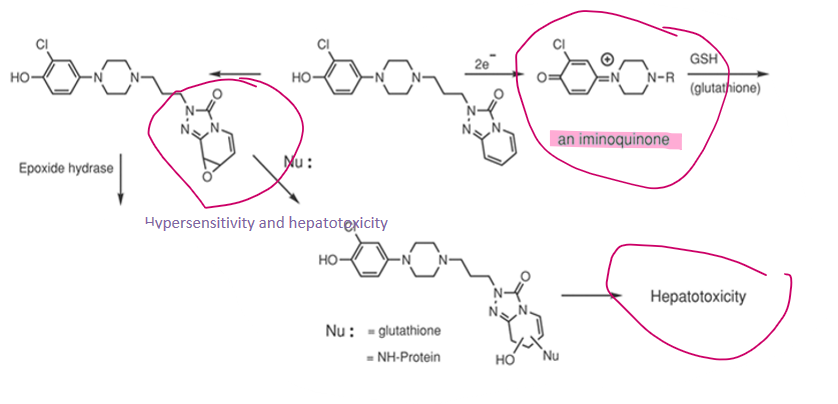 <ul><li><p>epoxide metabolite (off benzene fused ring)&nbsp;</p><ul><li><p>can cause hypersensitivity and hepatotoxicity&nbsp;</p></li></ul></li><li><p>If loses propyl group + fused rings → iminoquinone&nbsp;</p><ul><li><p>electrophile/oxidant, and can cause&nbsp;cellular damage and toxicity</p></li></ul></li></ul><p></p>