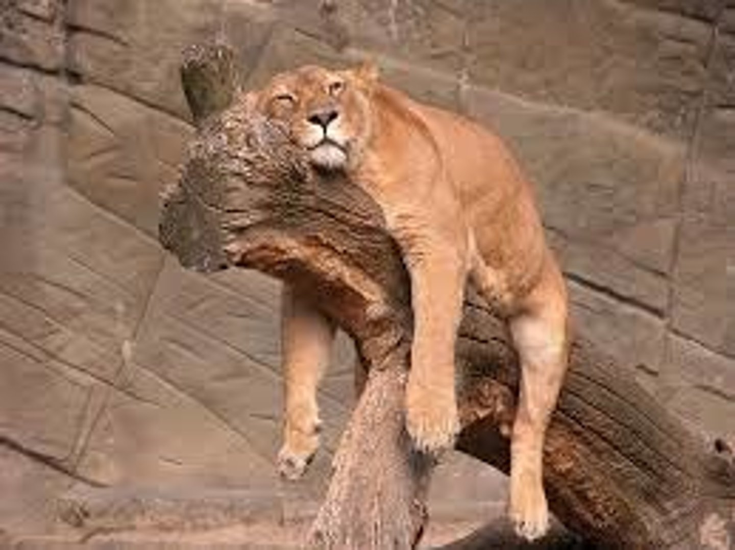 <p>(adj) lacking spirit or interest; half-hearted</p><p>(s) listless, indolent, indifferent, lax</p><p>(a) energetic, vigorous, wholehearted</p>