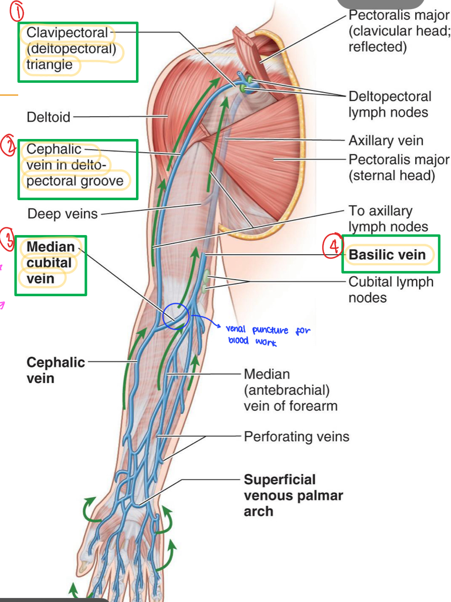 <ol><li><p>Clavipectoral (deltopectoral) triangle</p></li><li><p>Cephalic vein in deltopectoral groove</p></li><li><p>Median cubital vein</p></li><li><p>Basilic vein</p></li></ol>