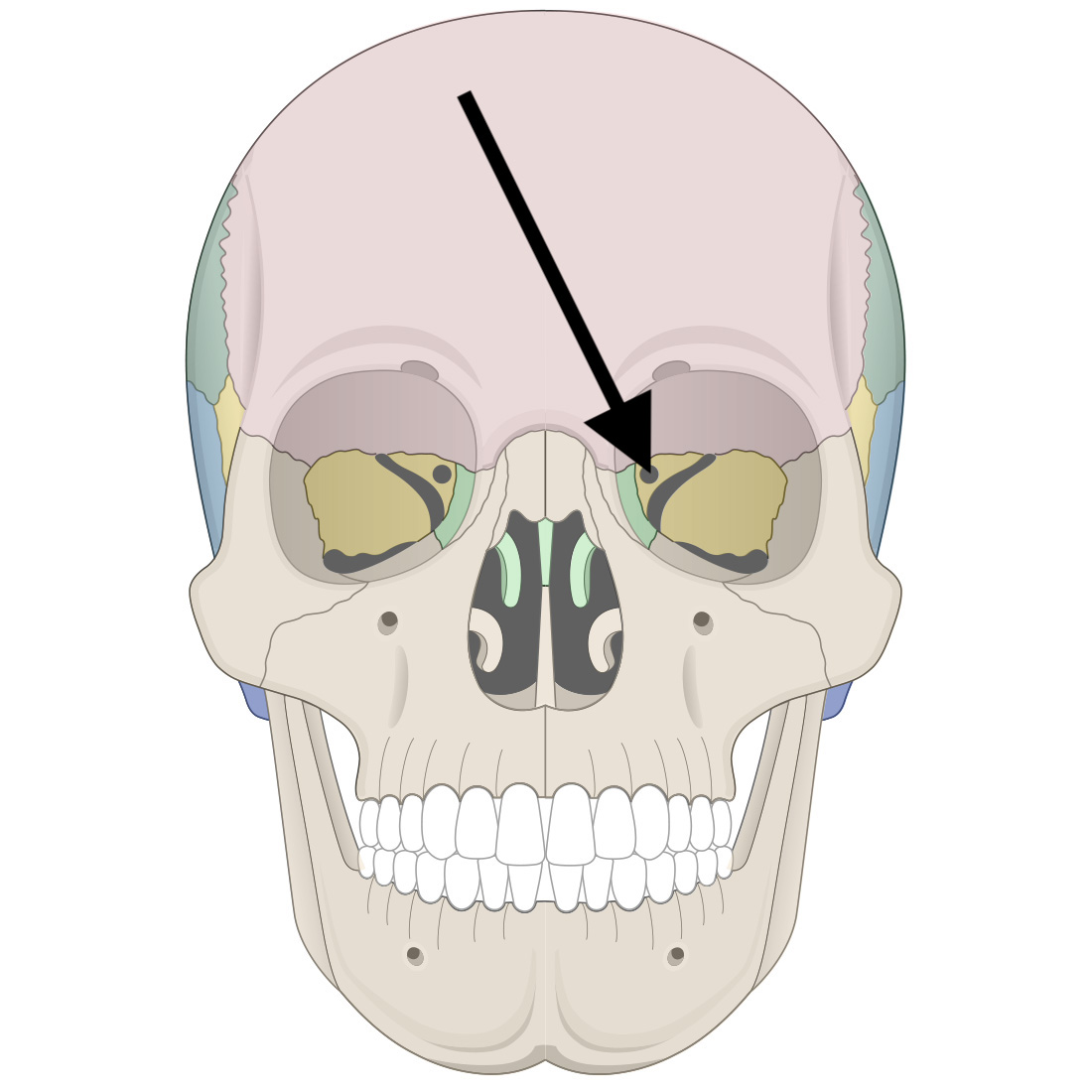 <p>Name the bone marking</p>