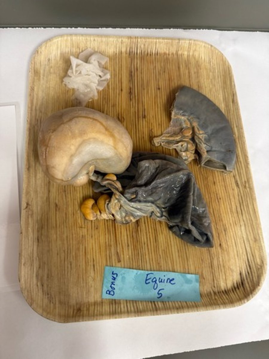 <p>Whats the lesion?</p>