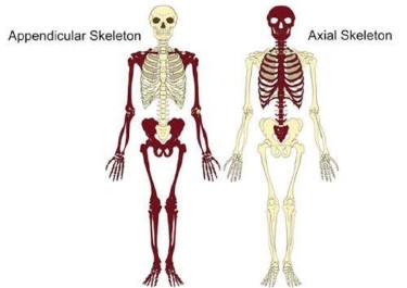 <p>axial and appendicular skeleton</p>