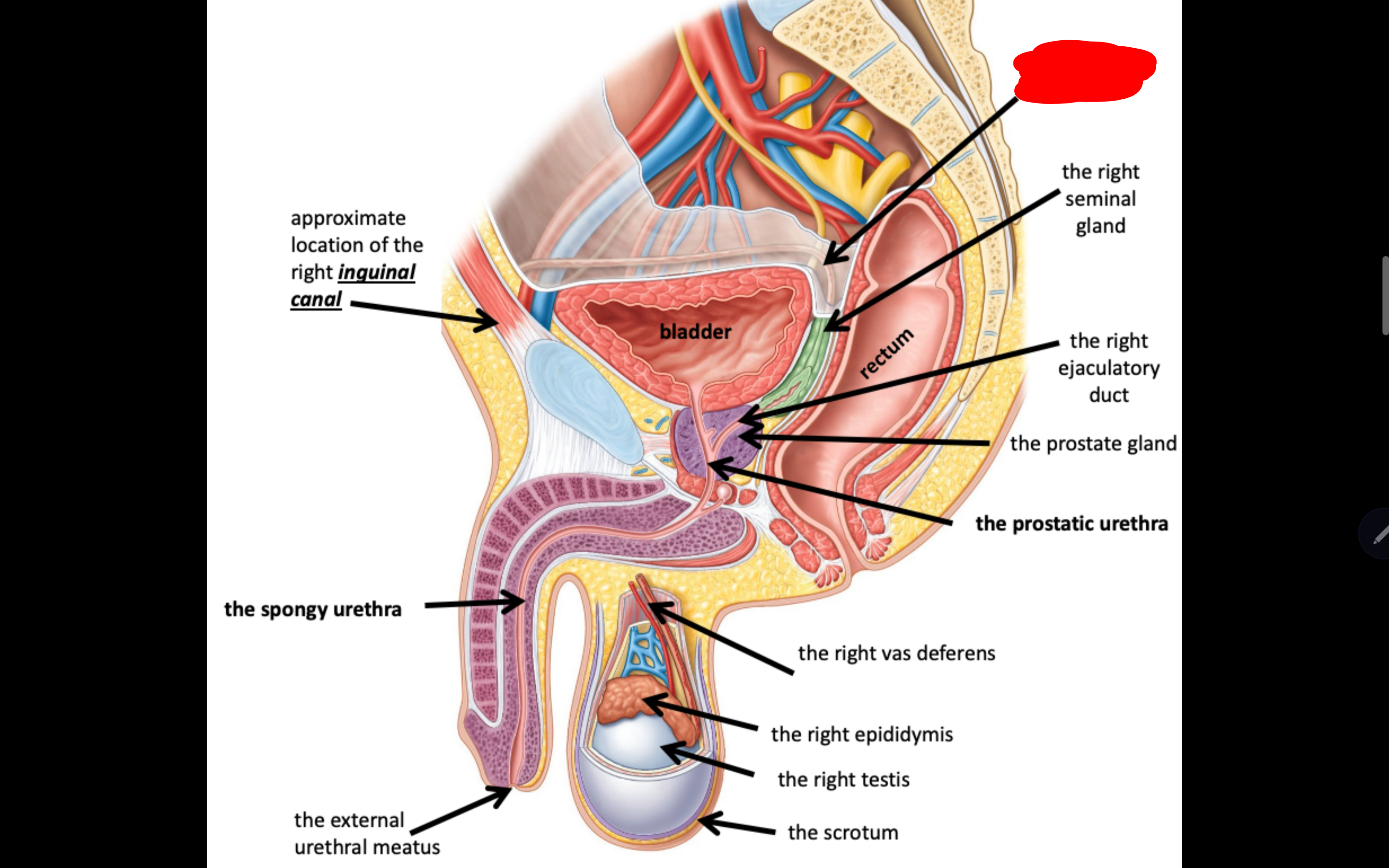 <p>Name the structure in red</p>