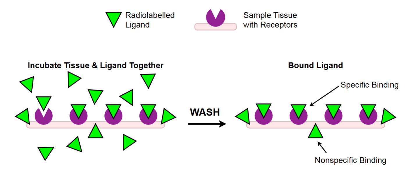 <p>how to tell the difference between specific and non-specific ligand?</p>