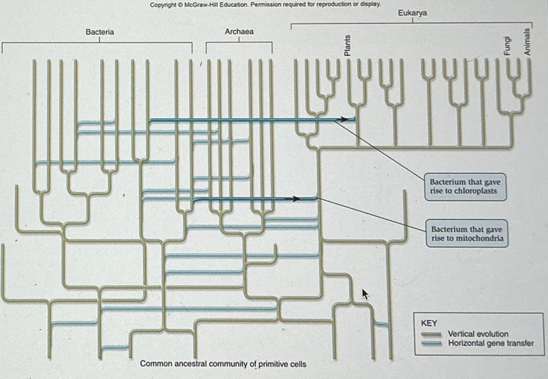 <p>Based on your readings and the figure below, which of the following is not true of horizontal gene transfer?</p><ul><li><p>It is common in the unicellular Domains of Bacteria and Archaea</p></li><li><p>It was prevalent in the early stages of evolution</p></li><li><p>﻿﻿It can provide a survival advantage, such as antibiotic resistance</p></li><li><p>﻿﻿it describes the phenomenon of obtaining genetic material from a parental organism</p></li></ul><p></p>