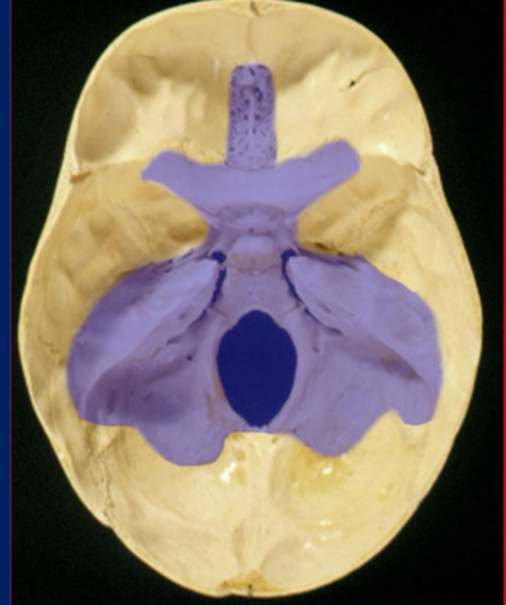 <p>floor of the cranial cavity, chondrocranium (purple)</p>
