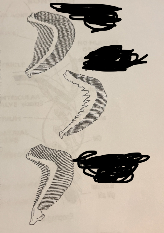 <p>From top to bottom, name these gill arch types.</p>