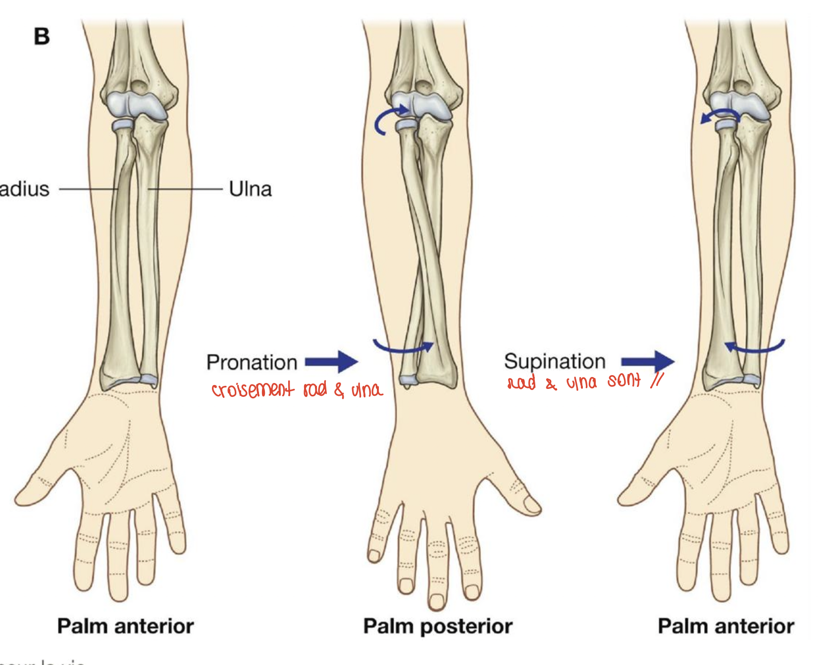 <p>Pronation : radius et ulna se croisent</p><p>Supination : radius et ulna sont parallèles</p>