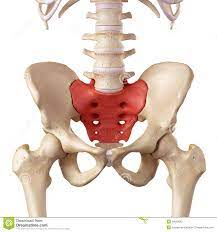 <p>What is this bone called?</p>
