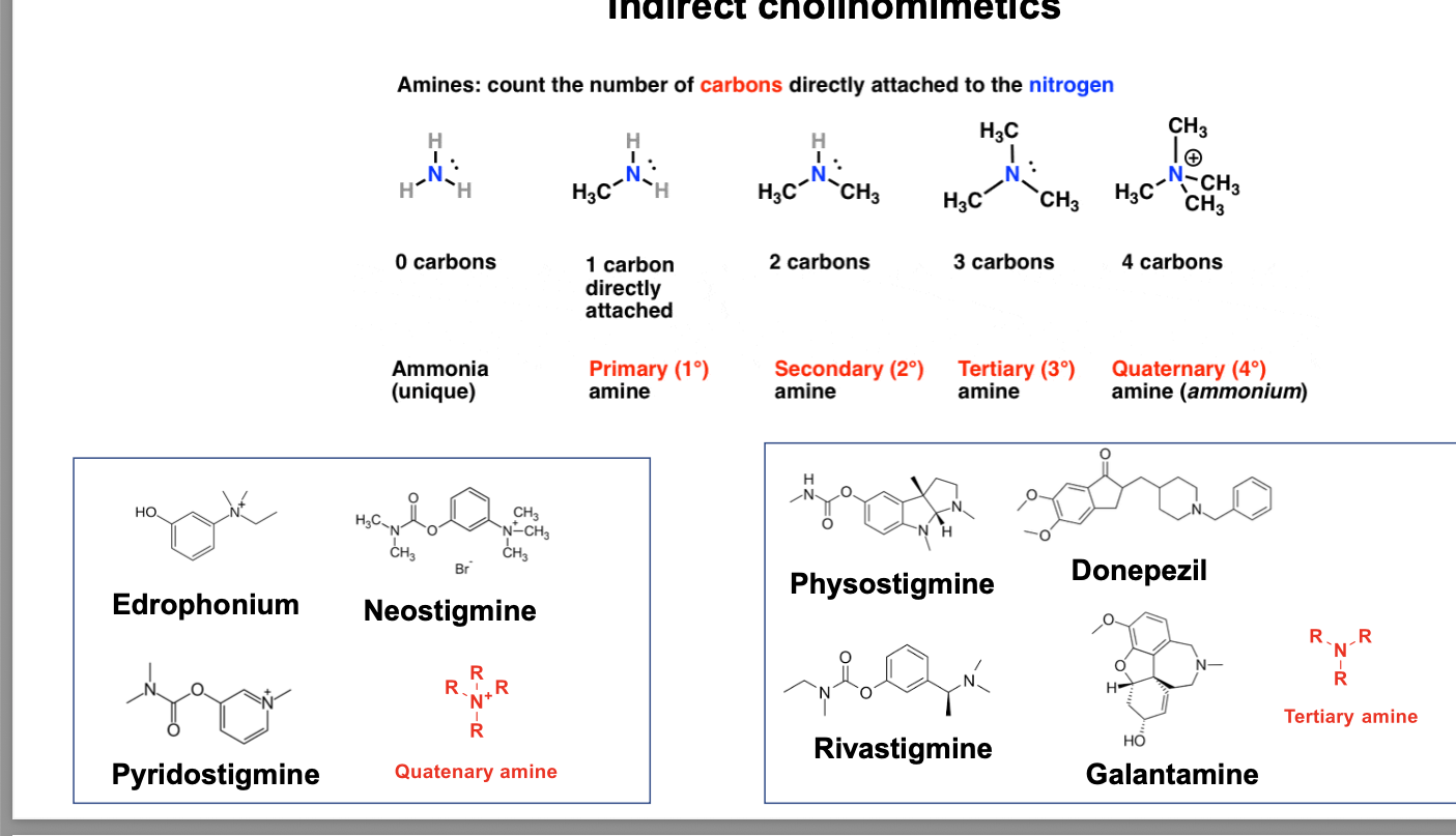 <ul><li><p>amines = count the number of <strong>carbons</strong> directly attached to the <strong>nitrogen</strong></p><ul><li><p>0 carbons = ammonia (unique)</p></li><li><p>1 carbon directly attached = primary amine</p></li><li><p>2 carbons = secondary amine</p></li><li><p>3 carbons = tertiary amine</p></li><li><p>4 carbons = quaternary amine (ammonium) pos. charge on N</p></li></ul></li><li><p>tertiary amines</p><ul><li><p>physostigmine</p></li><li><p>donepezil</p></li><li><p>rivastigmine</p></li><li><p>galantamine</p></li></ul></li><li><p>quatenary amine</p><ul><li><p>edrophonium</p></li><li><p>neostigmine</p></li><li><p>pyridostigmine</p></li></ul></li></ul><p></p>