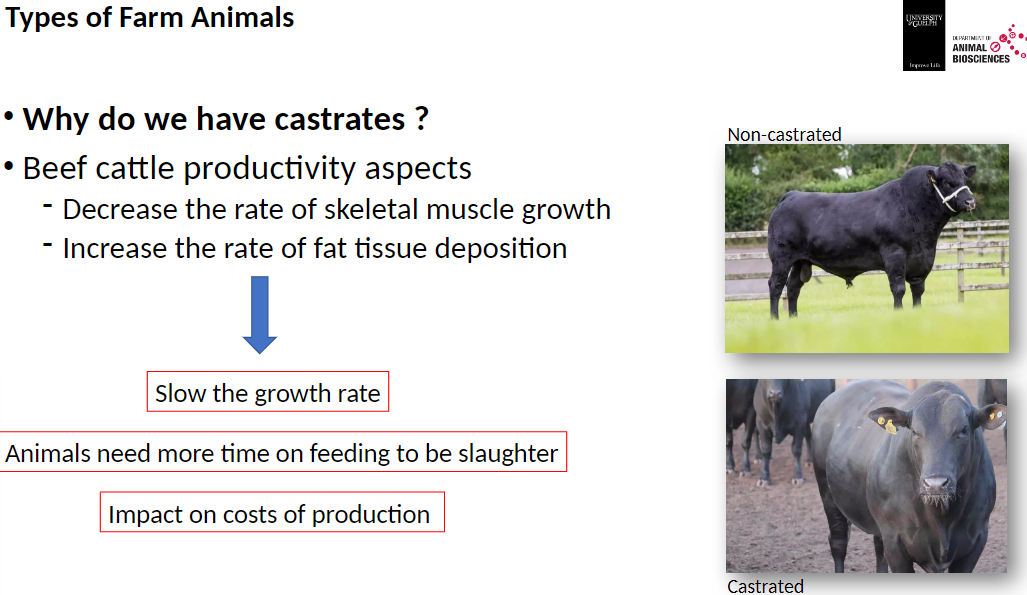 <p><strong>Beef Cattle Productivity Aspects</strong><br>āDecrease the rate of skeletal muscle growth<br>āIncrease the rate of fat tissue deposition<br>āSlow the overall growth rate<br>āAnimals need more time on feed before slaughter<br>āThis impacts the costs of production</p><p><strong>Comparison</strong><br>āCastrated ā slower growth, more fat deposition<br>āNon-castrated ā faster growth, leaner meat</p>