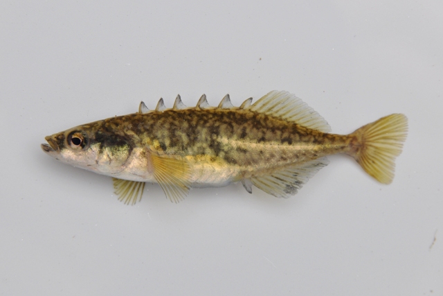 <p>Brook stickleback</p>