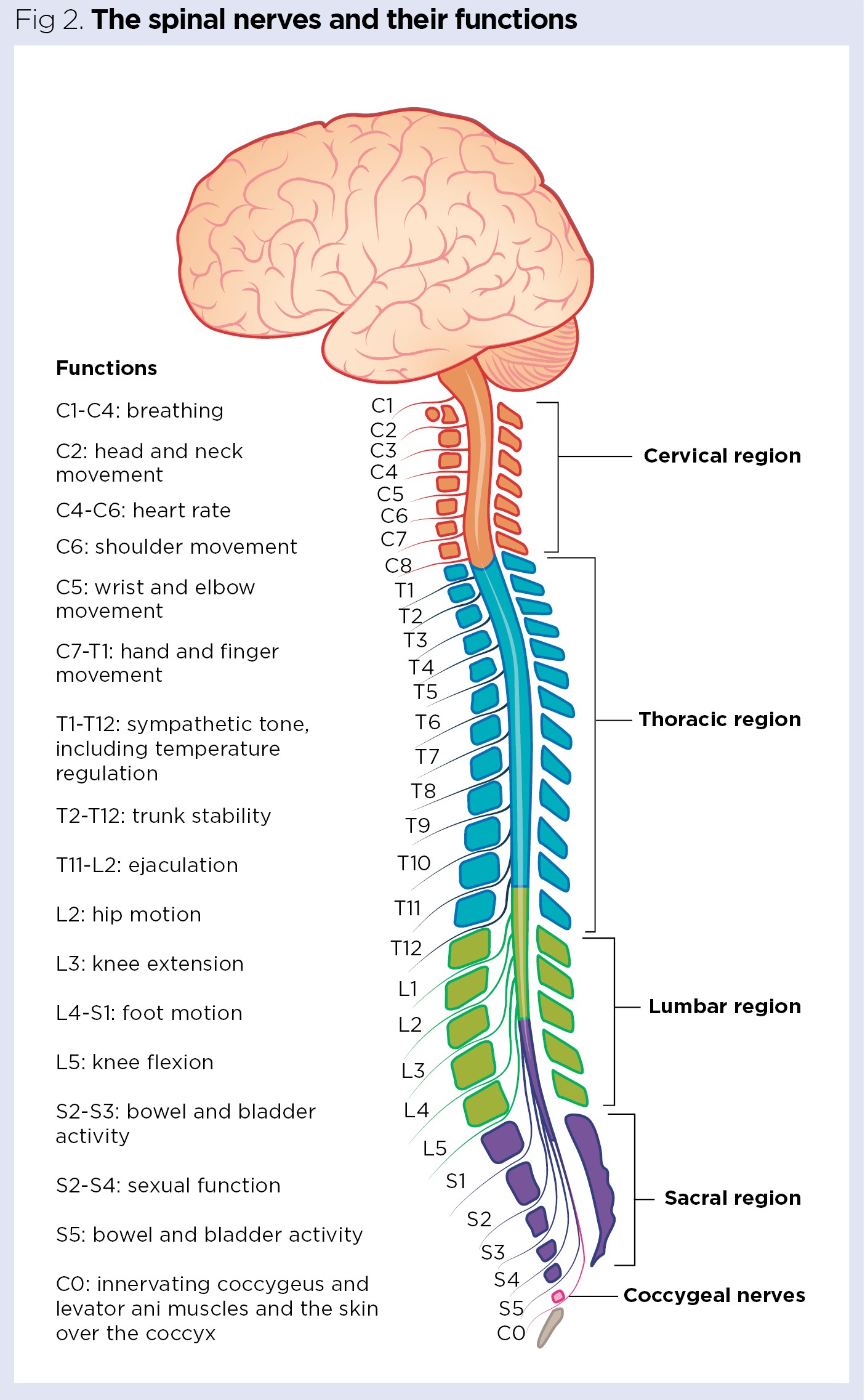 <ol><li><p>C1 à C8 = nerfs cervicaux (cou et bras)</p></li><li><p>T1 à T12 = nerfs thoraciques (thorax)</p></li><li><p>L1 à L5 = nerfs lombaires (jambe)</p></li><li><p>S1 à S5 = nerfs sacraux (jambe)</p></li><li><p>Co = nerf coccygien (coccyx)</p></li></ol>