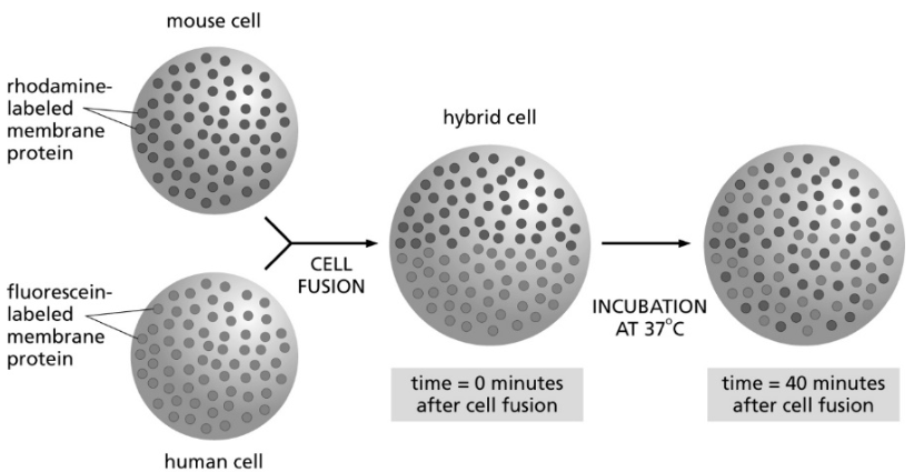 <p>What is demonstrated by the cell fusion experiment depicted in the picture?&nbsp;</p>