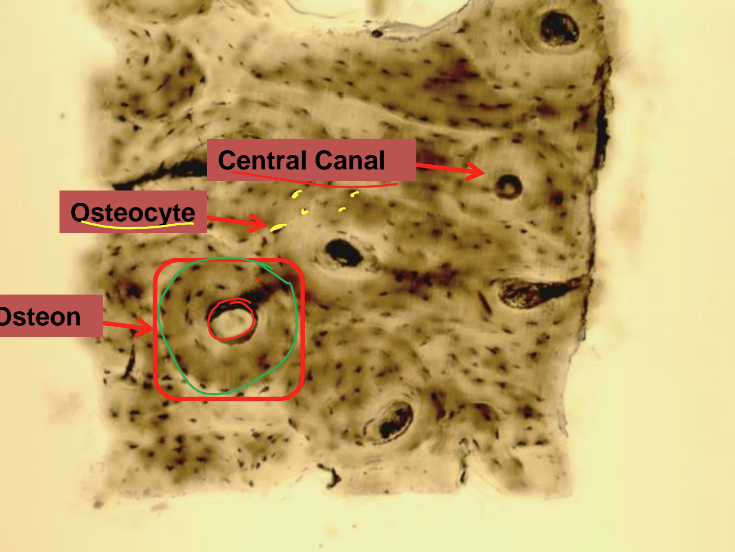 <p>what tissue is depicted in the image</p>