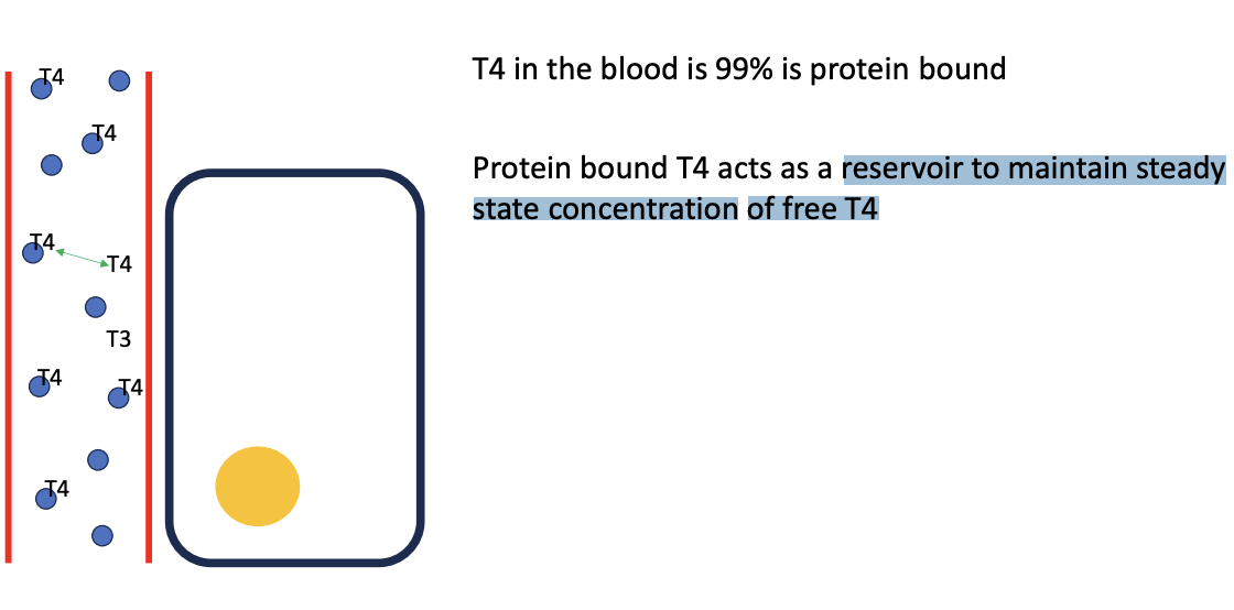 <p>reservoir</p><ul><li><p>maintain <strong><u>steady state</u></strong> <strong><u>concentration </u></strong>of free T4</p></li></ul><p></p>