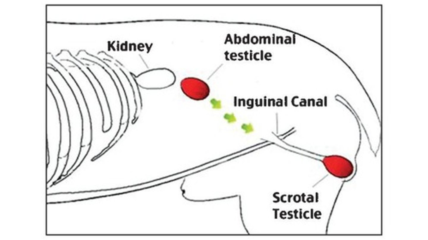<p>Process of testicles moving into the scrotum.</p>