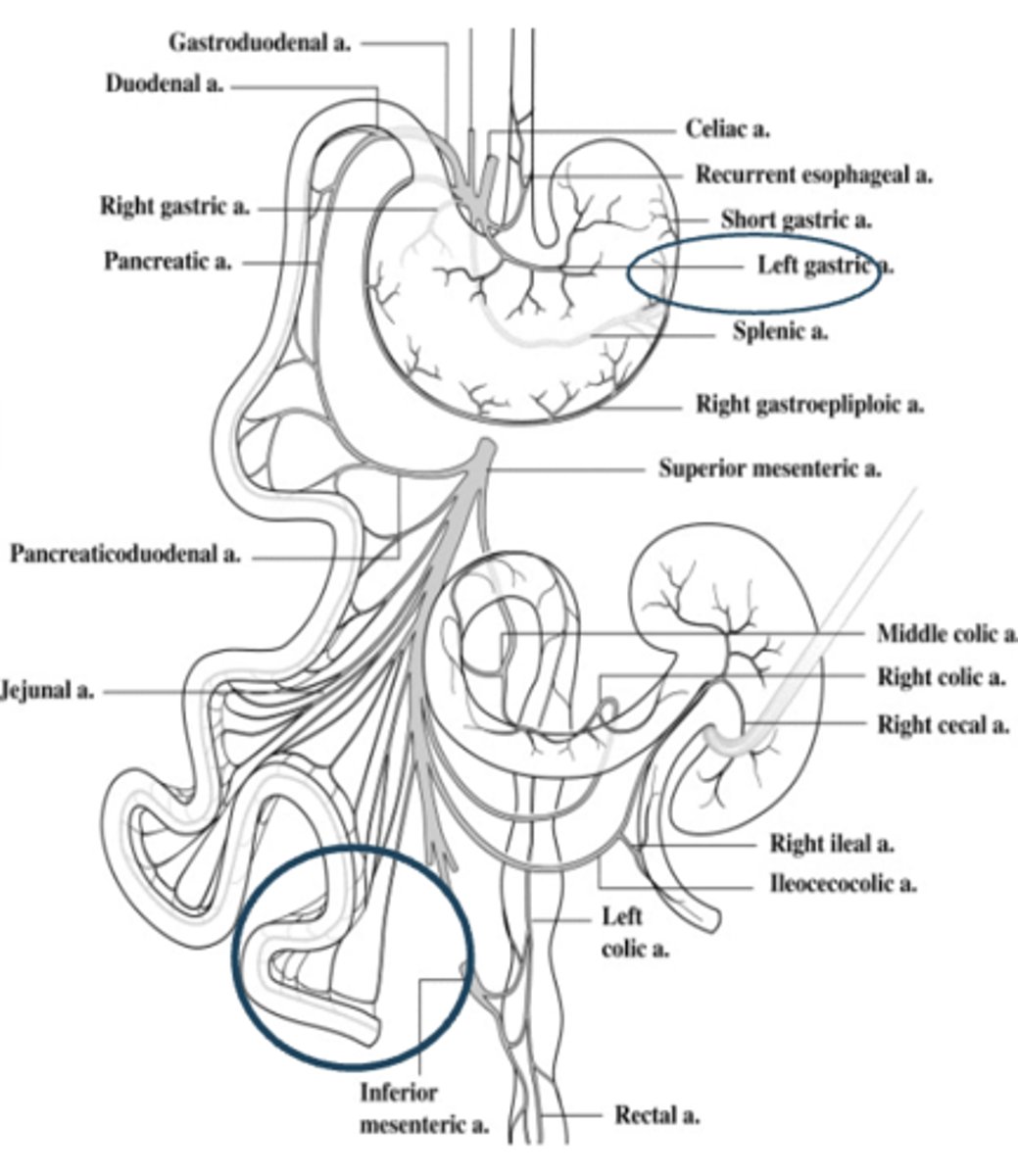 <p>1. Superior mesenteric artery</p><p>2. Inferior mesenteric artery</p><p>3. Celiac trunk</p><p>- Thick artery that will divide into big arteries</p>