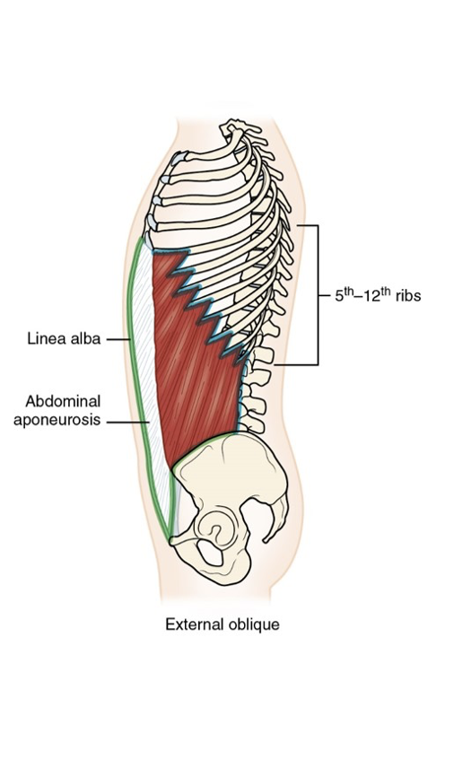 <p>A muscle located on the lateral sides of the abdomen that aids in trunk rotation, flexion, and supports abdominal compression. </p>