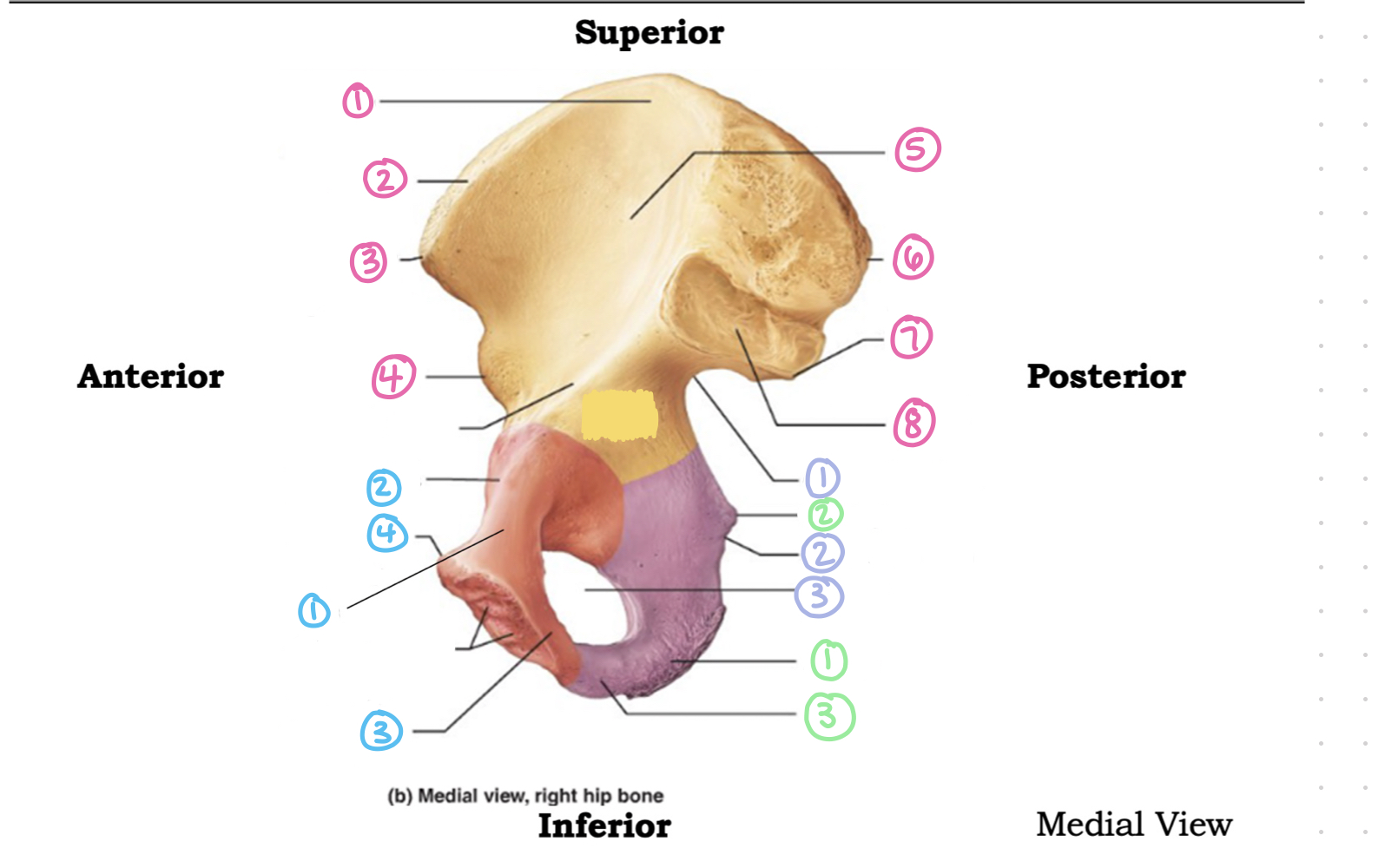 <p>os coxae medial view - pink 6</p>