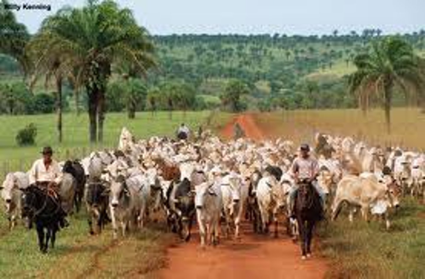 <p>cattle raising</p>
