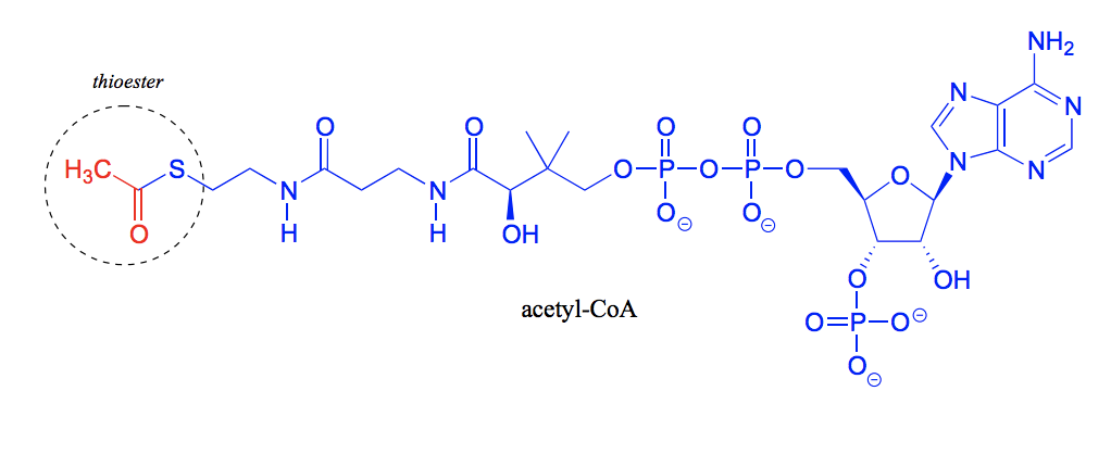 <p>What is this molecule called? And which functional group is most important to point out in this molecule?</p>