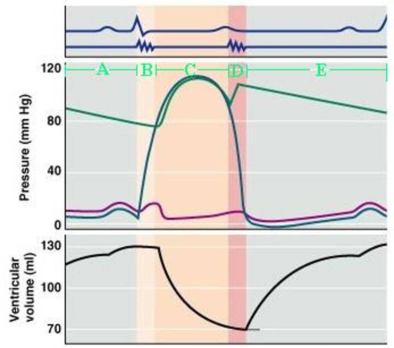 <p>Which of the indicated phases on the diagram corresponds to ventricular ejection?</p>
