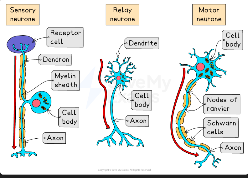 <ul><li><p><strong>Similarity:</strong> Both have a long axon (or dendron + axon) and are myelinated by Schwann cells.</p></li><li><p><strong><span>Difference 1 (Cell Body):</span></strong><span> In a </span><strong><span>sensory neurone</span></strong><span>, the cell body is located </span><strong><span>part-way along</span></strong><span> the neurone (in the dorsal root ganglion).</span> In a <strong>motor neurone</strong>, the cell body is <strong>at one end</strong> (within the CNS).</p><p></p></li><li><p><strong><span>Difference 2 (Dendrites):</span></strong><span> The motor neurone has short dendrites connected to its cell body.</span> The sensory neurone has a long dendron (functionally an axon) and no dendrites on its cell body.</p><p></p></li><li><p><strong>Difference 3 (Direction):</strong><span> Sensory neurone transmits impulses </span><em><span>to</span></em><span> the CNS; motor neurone transmits impulses </span><em><span>from</span></em><span> the CNS.</span></p></li></ul><p></p>
