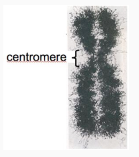 <p>The image shown here contains which?</p><p>A. DNA from one of your parents on the left and DNA from the other parent on the right</p><p>B. DNA from only one of your parents</p>