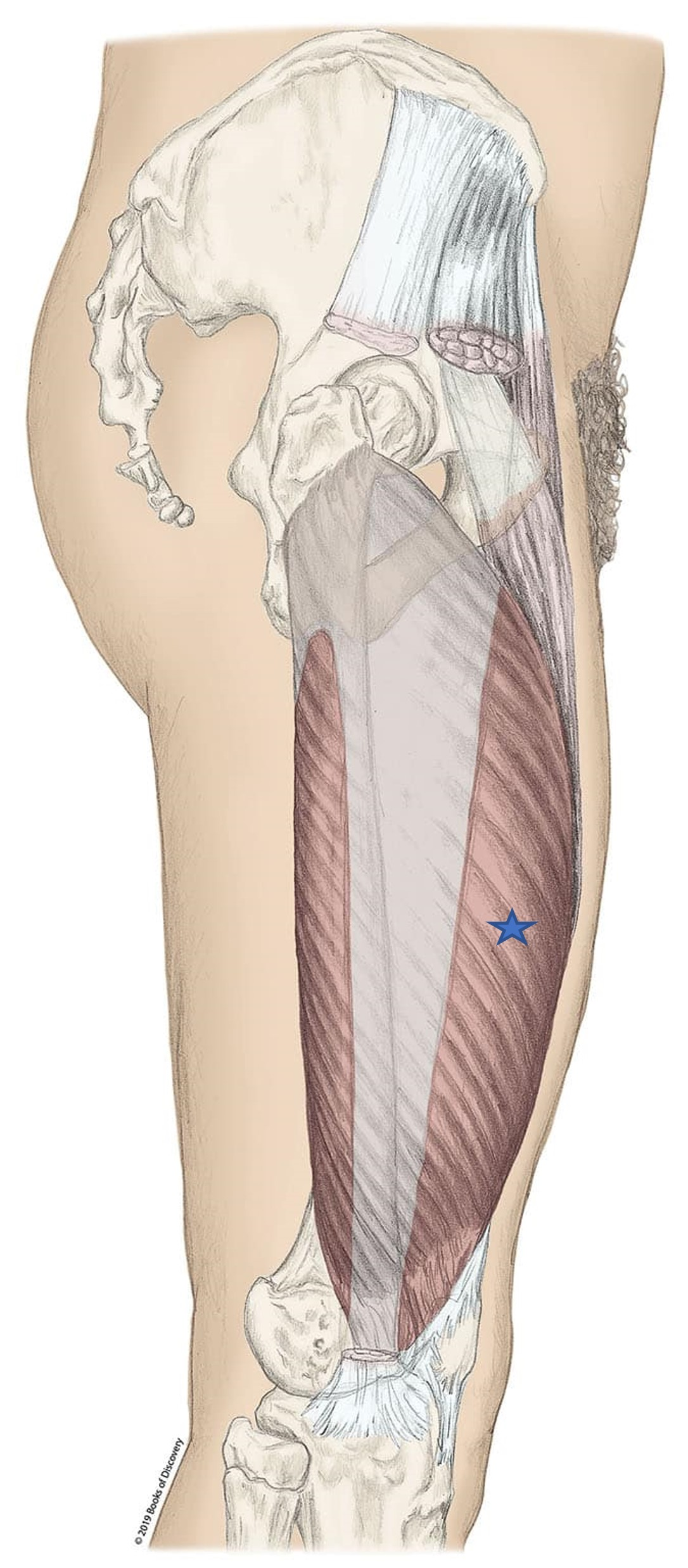 <p><span>From the list of muscles and actions below, identify the "starred" muscle and its primary actions. NOTE: There are several primary actions...do not choose actions where the muscle assists.</span></p><p><span><span>A) Laterally rotate the flexed knee</span></span></p><p><span><span>B) Vastus lateralis</span></span></p><p><span><span>C) Vastus medialis</span></span></p><p><span><span>D) Long head of biceps femoris</span></span></p><p><span><span>E) Flex the hip</span></span></p><p><span><span>F) Knee extension</span></span></p><p><span><span>G) Rectus femoris</span></span></p><p><span><span>H) Flex the knee</span></span></p>